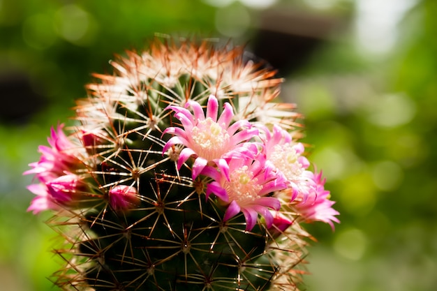 Piękny kaktusowy kwiat na świetle słonecznym