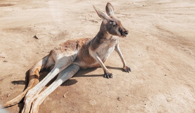 Piękny kangur odpoczywający w piasku fotografia zwierząt naturalnego tła