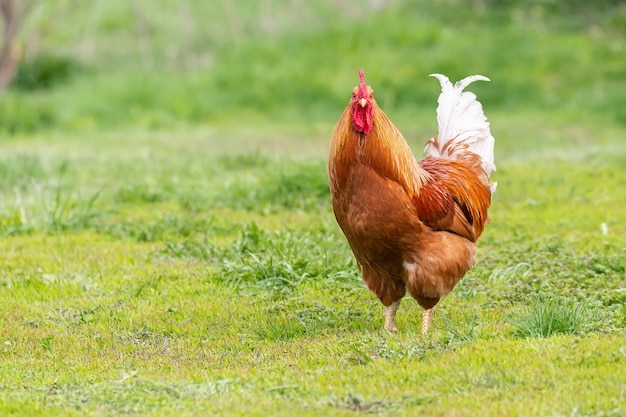 Piękny kogut stojący na trawie w niewyraźnej naturze zielonym tlekogut idzie do piania