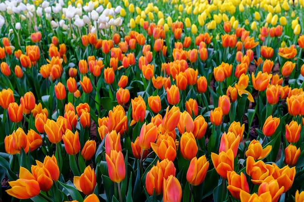 Piękny kolorowy bukiet tulipanów na wiosnę