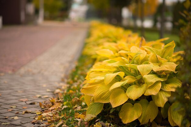 Piękny kolorowy jesienny park w pochmurny dzień