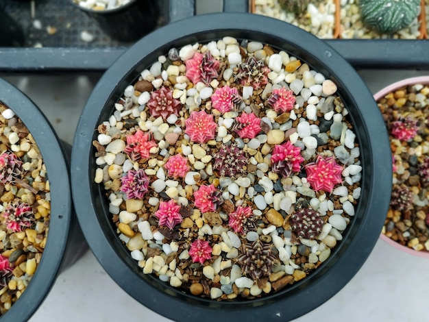 Zdjęcie piękny kolorowy kaktus gymnocalycium na doniczce w ogrodzie.