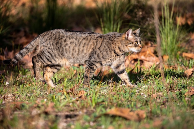 Zdjęcie piękny kolorowy kot polujący na małą ofiarę w lesie.