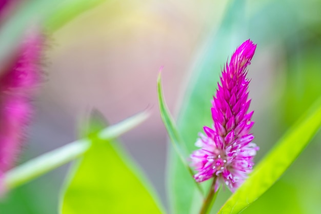 Piękny kolorowy kwiat na tle natury ciemnych liści tropikalnych