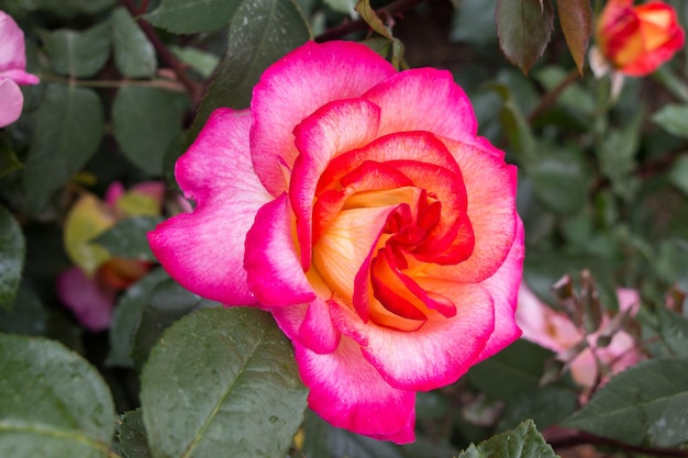 Piękny kolorowy kwiat róży na tle ogrodu