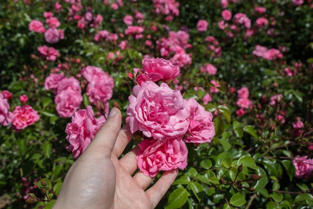 Piękny kolorowy kwiat róży w ręku