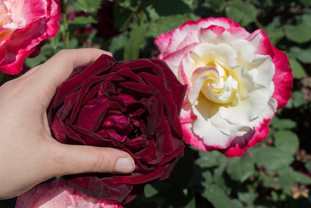 Piękny kolorowy kwiat róży w ręku