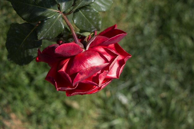 Piękny kolorowy kwiat róży
