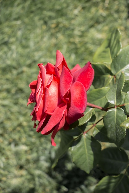Piękny kolorowy kwiat róży