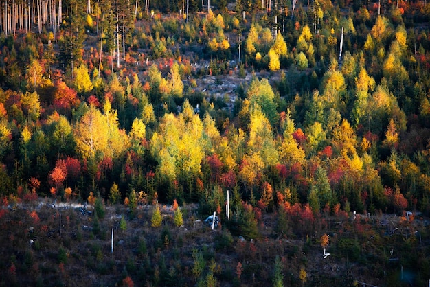 Piękny kolorowy las jesienią Słowacja przyroda