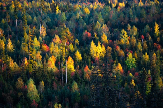 Piękny kolorowy las jesienią Słowacja przyroda