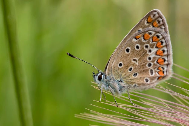 Piękny kolorowy motyl na kwiacie w ogródzie zamazanym tle Zamyka up