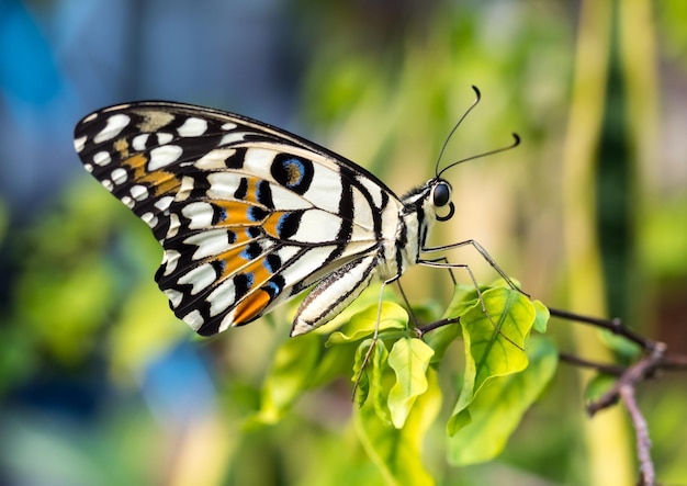 Piękny kolorowy motyl na małym liściu w ogrodzie na zewnątrz selektywnie skupia się na jego oku