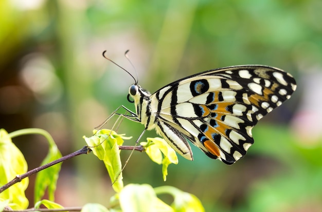 Piękny kolorowy motyl na małym liściu w ogrodzie na zewnątrz selektywnie skupia się na jego oku