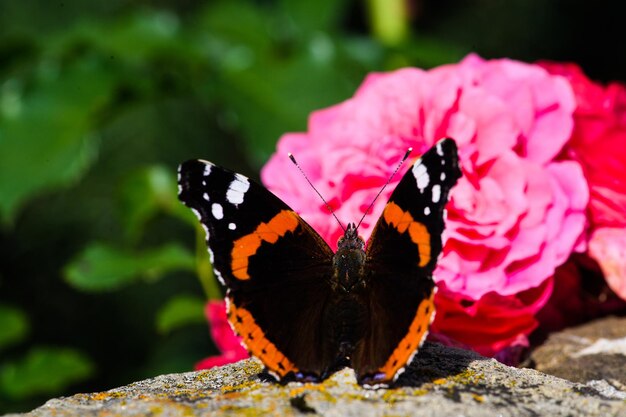 Zdjęcie piękny kolorowy motyl