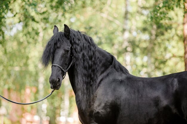 Piękny koń andaluzyjski w polu. Szczegóły głowy czarnego konia z rzęsami