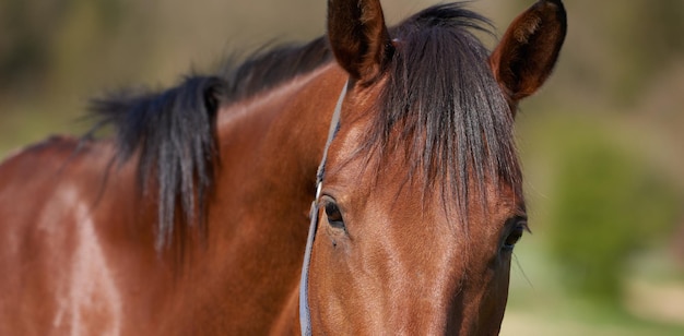Piękny koń cud natury Teleobiektyw piękny brązowy koń