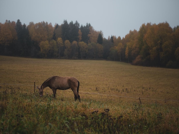 Piękny koń pasie się na pastwisku w porannej mgle koń zjada trawę