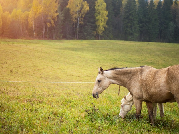 Piękny koń pasie się na pastwisku w porannej mgle koń zjada trawę