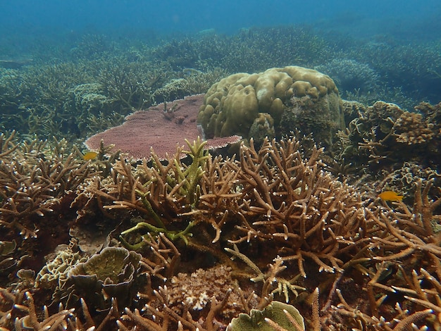 Zdjęcie piękny koralowiec znaleziony na rafy koralowej na wyspie tioman w malezji