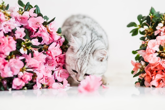 Piękny kot bawiący się doniczkami