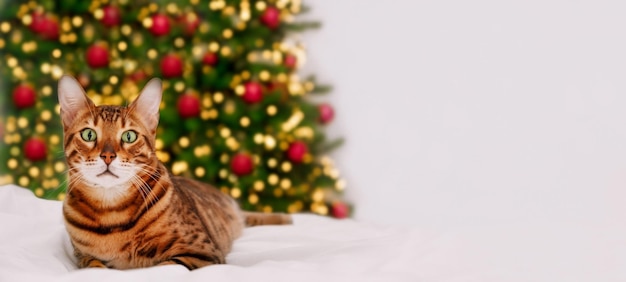 Piękny Kot Bengalski Leżący W Pobliżu Choinki Z Jasnym światłem Bokeh Na Białym Kocu, łóżko W Tle. Kartka świąteczna Szczęśliwego Nowego Roku Z Pieścić, śmieszne Urocze Zwierzę Domowe.