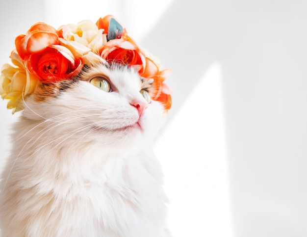 Piękny kot Calico z wieńcem na głowie. Śliczna kotka w kwiatowym diademie na głowie siedzi na słońcu i odwraca wzrok