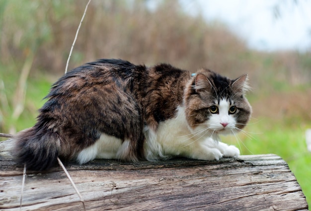 Piękny kot Kurilian Bobtail spaceruje po lesie