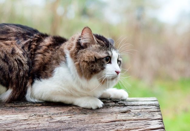 Piękny kot Kurilian Bobtail spaceruje po lesie