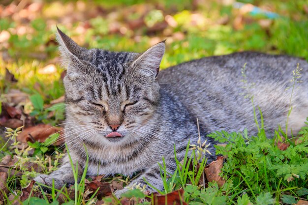 Piękny kot leży na trawie z liśćmi. Zwierzę domowe. Kot na spacer
