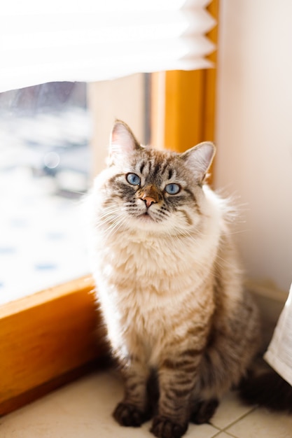 Piękny kot o niebieskich oczach, siedzący przy słonecznym oknie