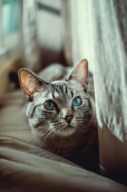 Piękny kot o niebieskich oczach