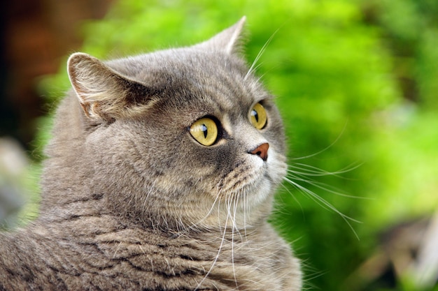 Piękny kot rasy brytyjskiej na tle zielonych łąk.