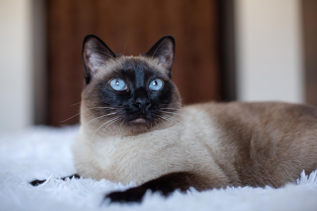 Zdjęcie piękny kot syjamski o niebieskich oczach rasowy zwierzak w domu na białym łóżku