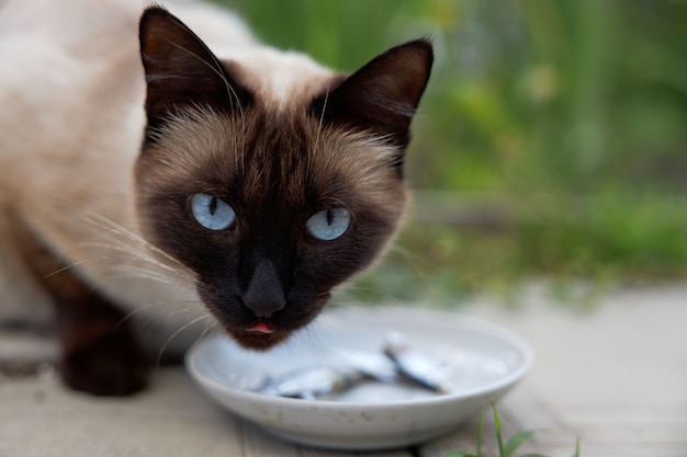 Piękny kot syjamski o niebieskich oczach zjada ryby ze spodka