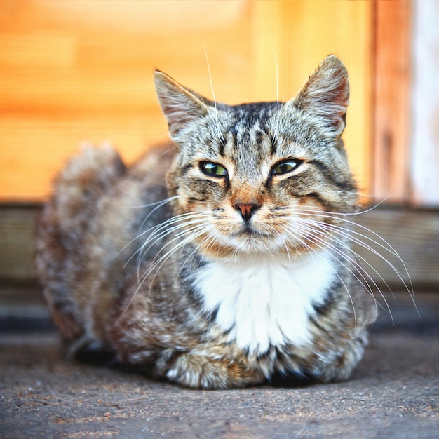 Zdjęcie piękny kot z długimi wąsami spoczywający ze złożonymi łapami
