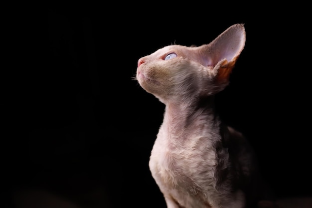 Piękny kotek Devon Rex siedzi patrząc w bok na czarnym tle