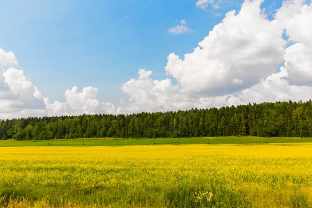 Piękny krajobraz. Duży las, niebieskie niebo z chmurami, zieleni pole