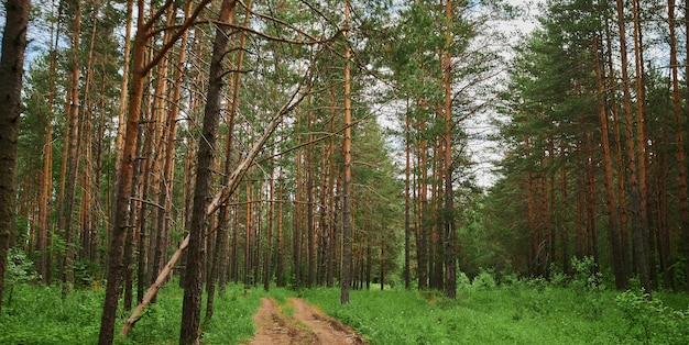 Piękny krajobraz gałązki