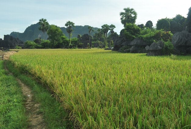 Piękny Krajobraz Krasowy W Maros, South Sulawesi, Indonezja, Otoczony Polem Ryżowym.