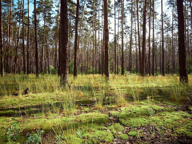 Piękny Krajobraz Lasu Sosnowego W Letni Dzień.