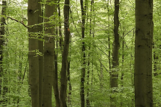 Piękny krajobraz leśny z drzewami