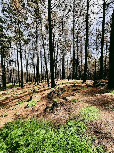 Piękny krajobraz leśny z zielonym muskiem i wysokimi drzewami Lasy i park narodowy koncepcja malownicze miejsce Górski styl życia Pustynia krajobrazu miejsce przeznaczenia Środowisko i środowisko