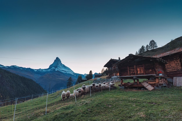 Zdjęcie piękny krajobraz matterhorn ikonicznej góry szwajcarskich alp z stadem owiec valais blacknose i drewnianą chatą na wzgórzu w zermatt w szwajcarii