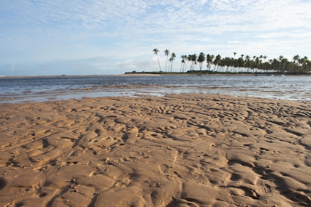 Piękny krajobraz plaży z wieloma stopami kokosowymi o zachodzie słońca?