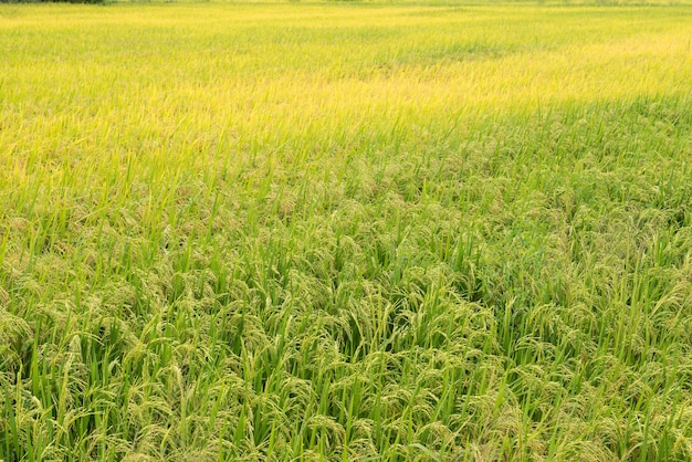 Piękny krajobraz pól ryżowych w Tajlandii