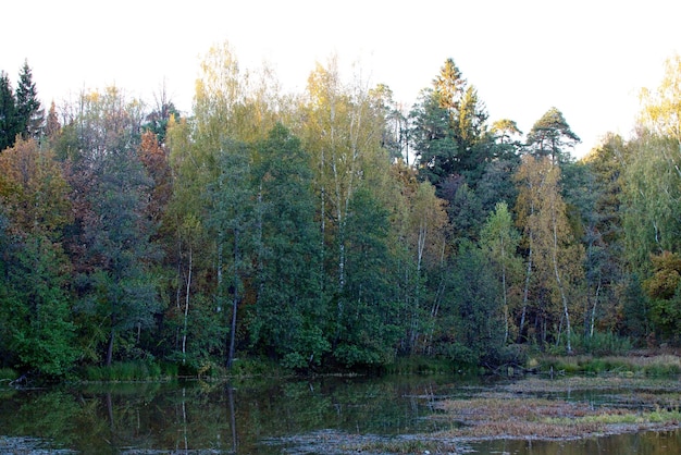 Piękny krajobraz Pole i skraj lasu