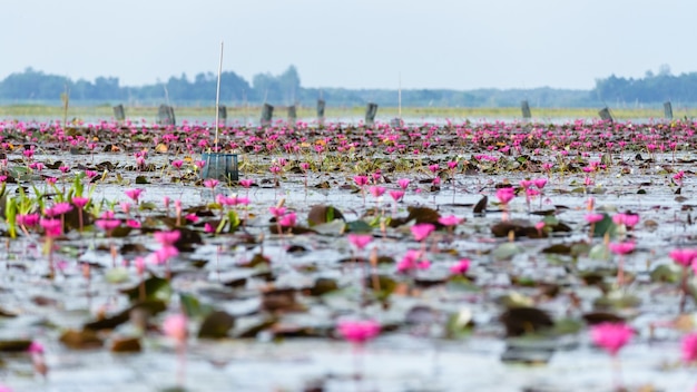 Piękny krajobraz przyrody z wieloma czerwonymi kwiatami lotosu lub Red Indian Water Lily lub Nymphaea Lotus w stawie w Thale Noi Waterfowl Reserve Park, prowincja Phatthalung, Tajlandia, 16:9 panoramiczny ekran