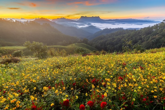 Piękny Krajobraz Rano W Doi Luang Chiang Dao Chiang Mai Tajlandia