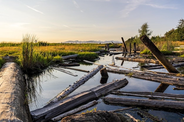 Piękny krajobraz rezerwatu przyrody Sturgeon Banks Natural Area w pobliżu Richmond British Columbia.